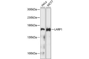 Western blot analysis of extracts of various cell lines, using L Antibody (ABIN1680662, ABIN3019027, ABIN3019029 and ABIN6220676) at 1:1000 dilution. (LARP1 anticorps)