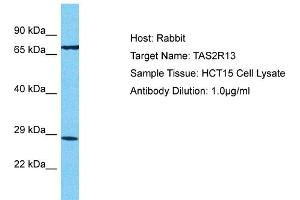 Host: Rabbit Target Name: TAS2R13 Sample Tissue: Human HCT15 Whole Cell  Antibody Dilution: 1ug/ml