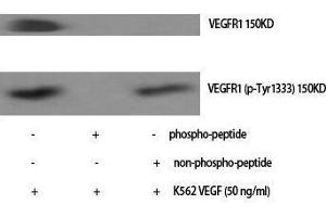Western Blotting (WB) image for anti-Fms-Related tyrosine Kinase 1 (VEGFR1) (FLT1) (pTyr1333) antibody (ABIN3182563) (FLT1 anticorps  (pTyr1333))