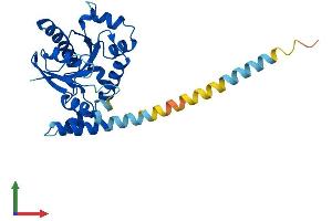AlphaFold protein structure predicition of Mouse Recombinant Gimap1 Protein, UniprotID P70224