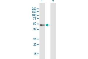 Western Blot analysis of C9orf72 expression in transfected 293T cell line by C9orf72 MaxPab polyclonal antibody.