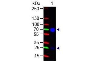 Chicken IgG (H&L) Antibody 488 Conjugated Western Blot. (Chèvre anti-Poulet IgG Anticorps (DyLight 488) - Preadsorbed)