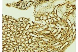 ABIN6276751 at 1/100 staining Mouse kidney tissue by IHC-P. (ETS1 anticorps  (Internal Region))