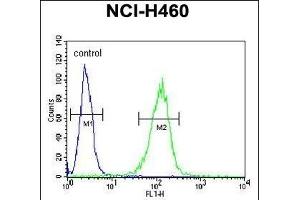 COQ9 Antibody (Center) (ABIN651084 and ABIN2840064) flow cytometric analysis of NCI- cells (right histogram) compared to a negative control cell (left histogram). (COQ9 anticorps  (AA 156-184))