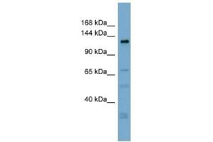 TMEM16C antibody used at 1 ug/ml to detect target protein. (ANO3 anticorps  (Middle Region))