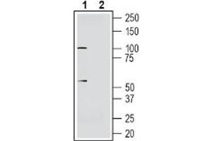 Western blot analysis of human  neuroblastoma cell line lysate:1.