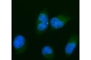 IF analysis of Bcl-XL using anti-Bcl-XL antibody (ABIN5518741). (BCL2L1 anticorps  (AA 1-219))