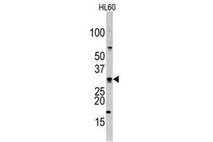 Image no. 1 for anti-Cell Division Cycle Associated 8 (CDCA8) (Center) antibody (ABIN356941) (CDCA8 anticorps  (Center))