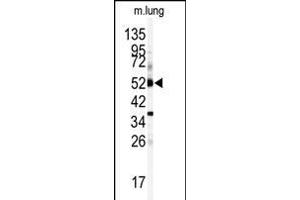 Western blot analysis of anti-CYP1A1 Antibody (Center) (ABIN392527 and ABIN2842082) in mouse lung tissue lysates (35 μg/lane).