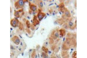 IHC-P analysis of Liver tissue, with DAB staining. (FGL1 anticorps  (AA 23-314))