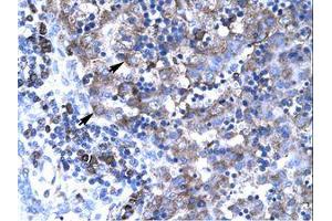 Image no. 3 for anti-T-Box 19 (TBX19) (N-Term) antibody (ABIN202548)