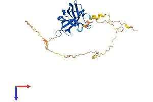 AlphaFold protein structure predicition of Mouse Recombinant Rims3 Protein, UniprotID Q80U57