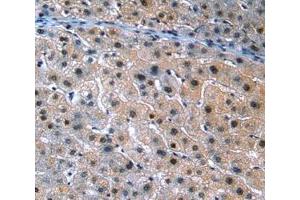 IHC-P analysis of Human Tissue, with DAB staining. (ANGPTL3 anticorps  (AA 17-460))