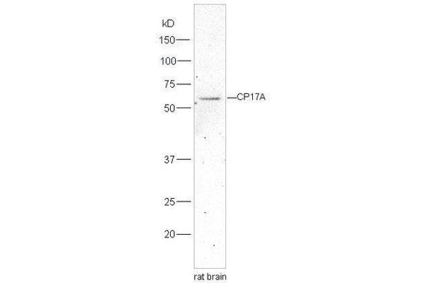 CYP17A1 anticorps  (AA 24-65)