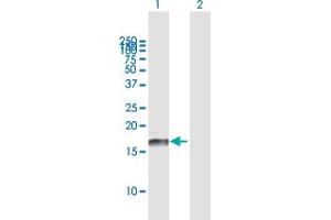 Western Blot analysis of ID3 expression in transfected 293T cell line by ID3 MaxPab polyclonal antibody.