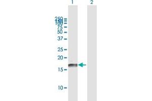 Western Blot analysis of ID3 expression in transfected 293T cell line by ID3 MaxPab polyclonal antibody. (ID3 anticorps  (AA 1-119))