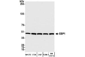 Western Blotting (WB) image for anti-Proliferation-Associated 2G4, 38kDa (PA2G4) (AA 300-345) antibody (ABIN7449373)