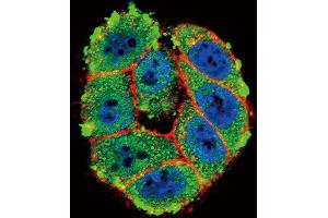 Confocal immunofluorescent analysis of PKC alpha Antibody (C-term) (ABIN391001 and ABIN2841177) with Hela cell followed by Alexa Fluor 488-conjugated goat anti-rabbit lgG (green).