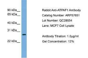 WB Suggested Anti-ATPAF1  Antibody Titration: 0. (ATPAF1 anticorps  (N-Term))