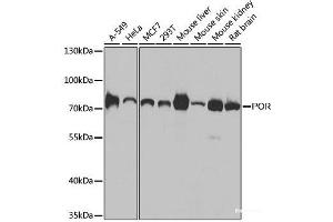 Western blot analysis of extracts of various cell lines using POR Polyclonal Antibody at dilution of 1:1000. (POR anticorps)