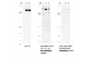 Immunoblot of anti-pS83 ASK1 antibodies shows specificity for phosphorylated human ASK1. (ASK1 anticorps  (pSer83))