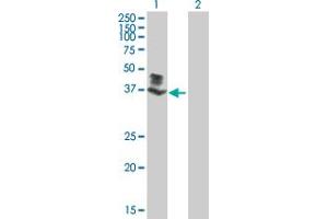 Western Blot analysis of SGK196 expression in transfected 293T cell line by SGK196 MaxPab polyclonal antibody. (SGK196 anticorps  (AA 1-350))
