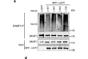 USP7-DNMT1 interaction is required for USP7-mediated stabilization of DNMT1.
