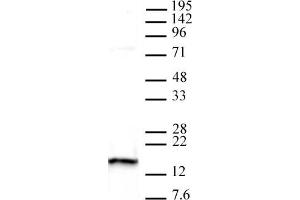 Histone H2AX pAb tested by Western blot. (H2AFX anticorps  (C-Term))