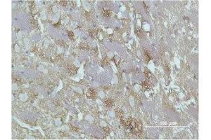 Immunohistochemistry (IHC) analysis of paraffin-embedded Rat Brain Tissue using GAP-43 Monoclonal Antibody. (GAP43 anticorps)
