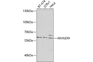Western blot analysis of extracts of various cell lines, using  antibody (ABIN6127367, ABIN6137098, ABIN6137099 and ABIN6223970) at 1:1000 dilution. (Arhgef9 anticorps  (AA 307-516))