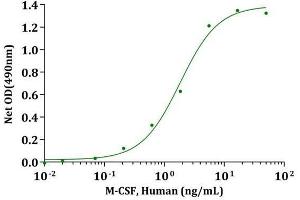 M-CSF, Human stimulates cell proliferation of M-NFS-60 cells.