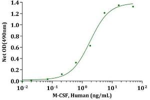M-CSF, Human stimulates cell proliferation of M-NFS-60 cells. (M-CSF/CSF1 Protein (AA 33-190, Isoform 3))