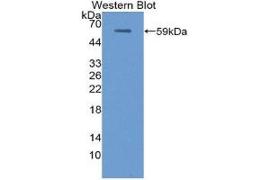 Western Blotting (WB) image for anti-Uromodulin (UMOD) (AA 335-590) antibody (ABIN1872122) (Uromodulin anticorps  (AA 335-590))