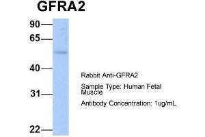 Host: Rabbit  Target Name: GFRA2  Sample Tissue: Human Fetal Muscle  Antibody Dilution: 1. (GFRA2 anticorps  (C-Term))