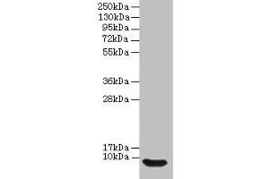 Western blot All lanes: Defb14 antibody at 12 μg/mL + Rat liver tissue Secondary Goat polyclonal to rabbit IgG at 1/10000 dilution Predicted band size: 8 kDa Observed band size: 8 kDa (Defb14 anticorps  (AA 23-67))