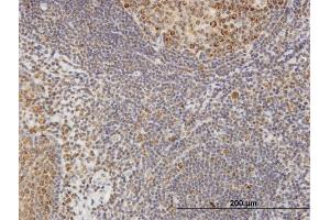 Immunoperoxidase of purified MaxPab antibody to COL4A3BP on formalin-fixed paraffin-embedded human tonsil.