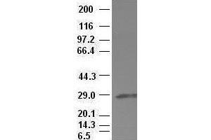 Hex antibody (3C4) at 1:100 dilution + Lysates from HEK-293T cells transfected with human Hex expression vector