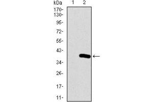 Western Blotting (WB) image for anti-Neuronal Differentiation 1 (NEUROD1) (AA 26-91) antibody (ABIN1846032)