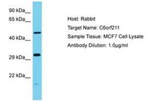 Image no. 1 for anti-ARMT1 (AA 102-151) antibody (ABIN6750670) (ARMT1 (AA 102-151) anticorps)