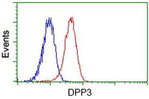 Image no. 3 for anti-Dipeptidyl-Peptidase 3 (DPP3) antibody (ABIN1497831) (DPP3 anticorps)