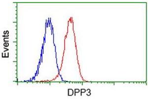 Image no. 3 for anti-Dipeptidyl-Peptidase 3 (DPP3) antibody (ABIN1497831) (DPP3 anticorps)