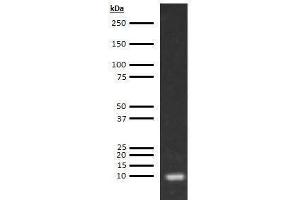 Western Blotting (WB) image for anti-Apolipoprotein C-III (APOC3) antibody (ABIN613465) (APOC3 anticorps)