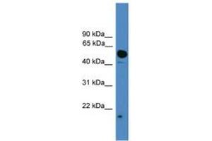 Image no. 1 for anti-Ubiquitin-Like 4A (UBL4A) (C-Term) antibody (ABIN6745301) (UBL4A anticorps  (C-Term))