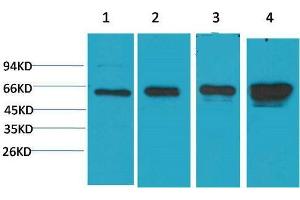 Western Blot (WB) analysis of 1)HeLa, 2) 293T, 3)3T3, 4) PC12 with AMPK a1 Mouse Monoclonal Antibody diluted at 1:2000.