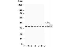Western blot testing of Caspase-9 antibody and Lane 1:  A549;  2: SMMC-7721;  3: 293T;  4: Jurkat;  5: Raji;  6: CEM;  7: HUT lysate (Caspase 9 anticorps  (AA 3-228))
