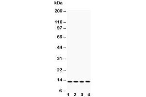 anti-Cytochrome C, Somatic (CYCS) (AA 91-105) antibody