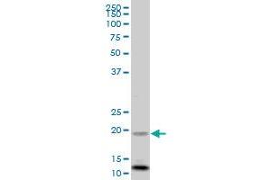 FXN MaxPab polyclonal antibody.