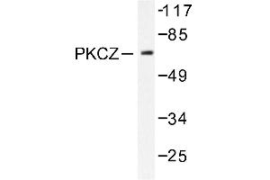 Image no. 1 for anti-Protein Kinase C, zeta (PRKCZ) antibody (ABIN271785) (PKC zeta anticorps)