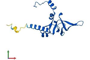 AlphaFold protein structure predicition of Human Recombinant RPL26 Protein, UniprotID P61254