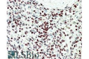 ABIN1590072 (5µg/ml) staining of paraffin embedded Human Spleen. (EDF1 anticorps  (Internal Region))